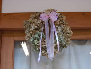 アジサイ、花後の楽しみ