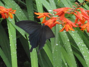 庭園の昆虫たちvol.2