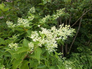 あじさいの季節vol.7