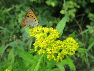 庭園の昆虫たちvol.3