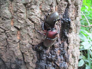 庭園の昆虫たちvol.4