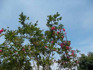 立秋と言えども