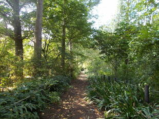 緑陰をわたる風