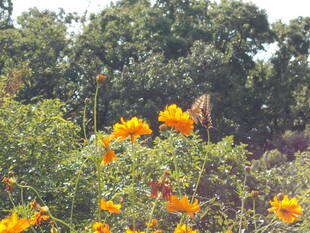 庭園散歩 処暑(8月23日)