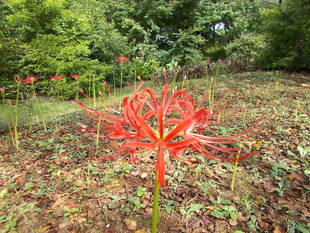 秋の花、いろいろ