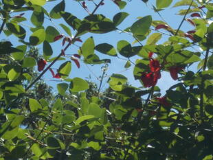 アメリカデイゴの二番花が咲き始めました