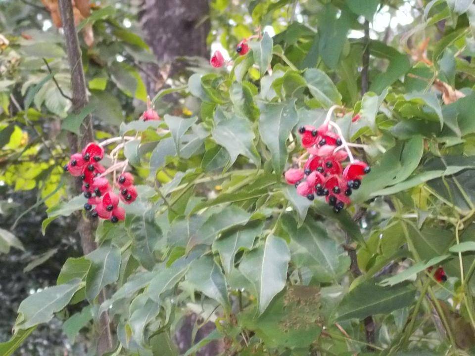 庭園散歩 (10月18日)の写真