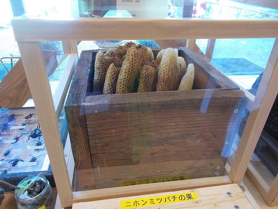 俣野別邸庭園二ホンミツバチ飼育チャレンジの写真