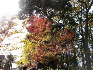 庭園散歩　もみじ祭りスペシャル　（11月22日）