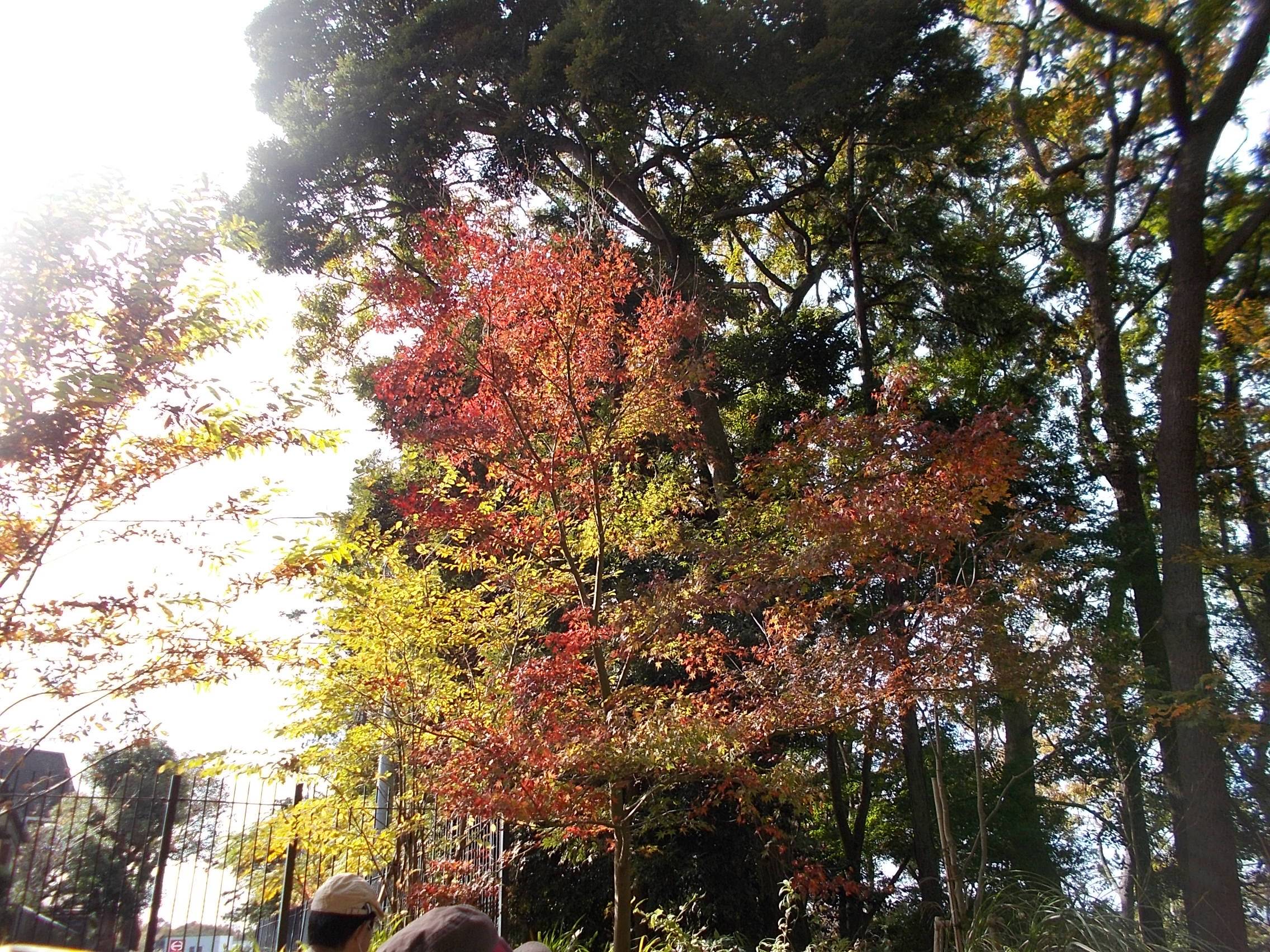 庭園散歩 もみじ祭りスペシャル (11月22日)の写真