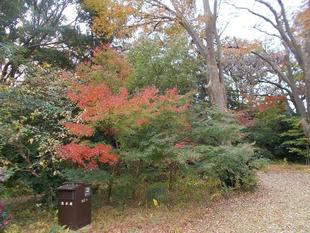 俣野別邸庭園の紅葉 vol.２