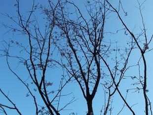 十月桜とアーコレード