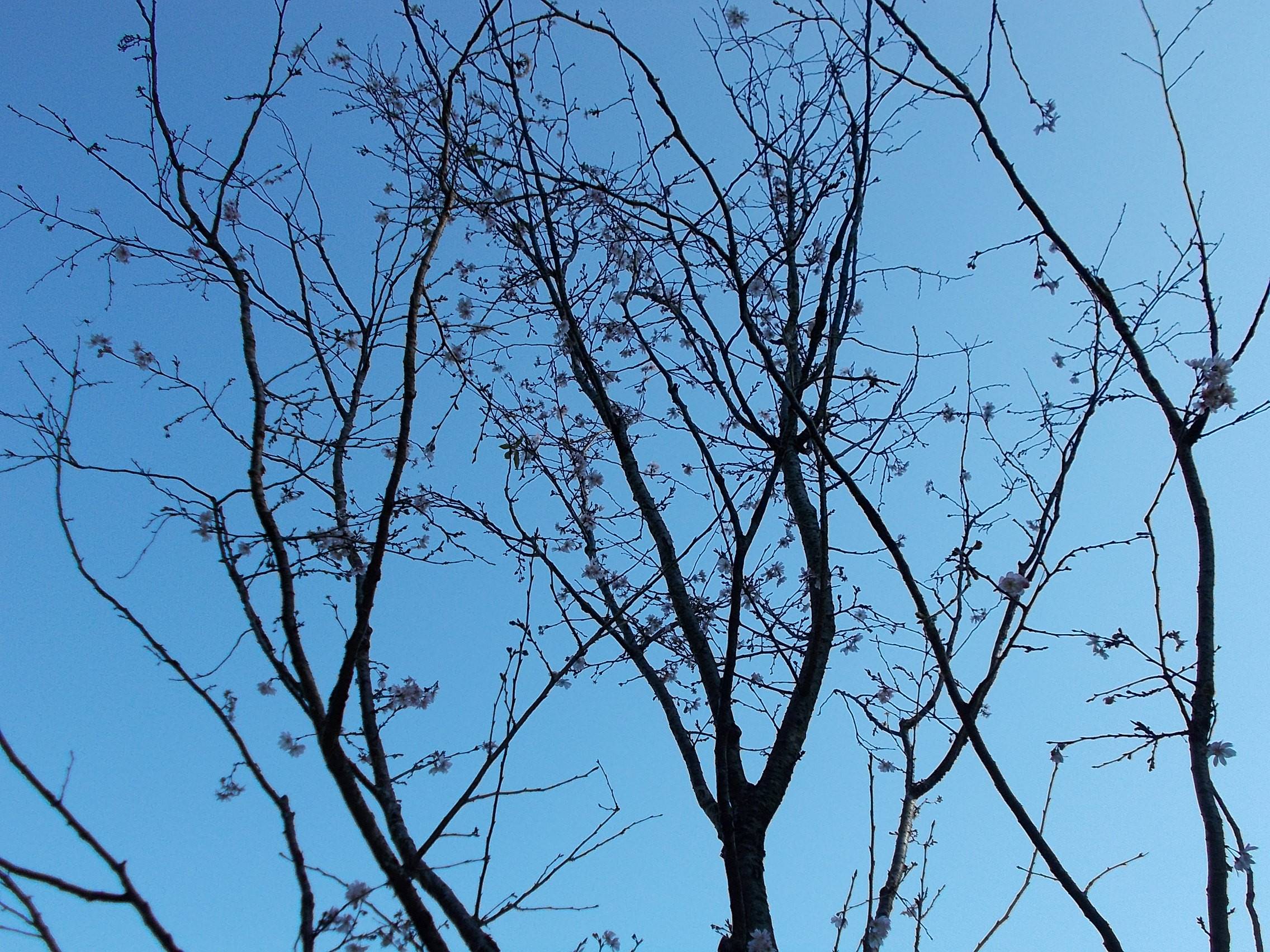 十月桜とアーコレードの写真