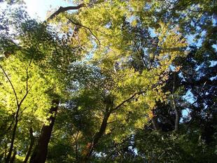 俣野別邸庭園の紅葉 vol.１