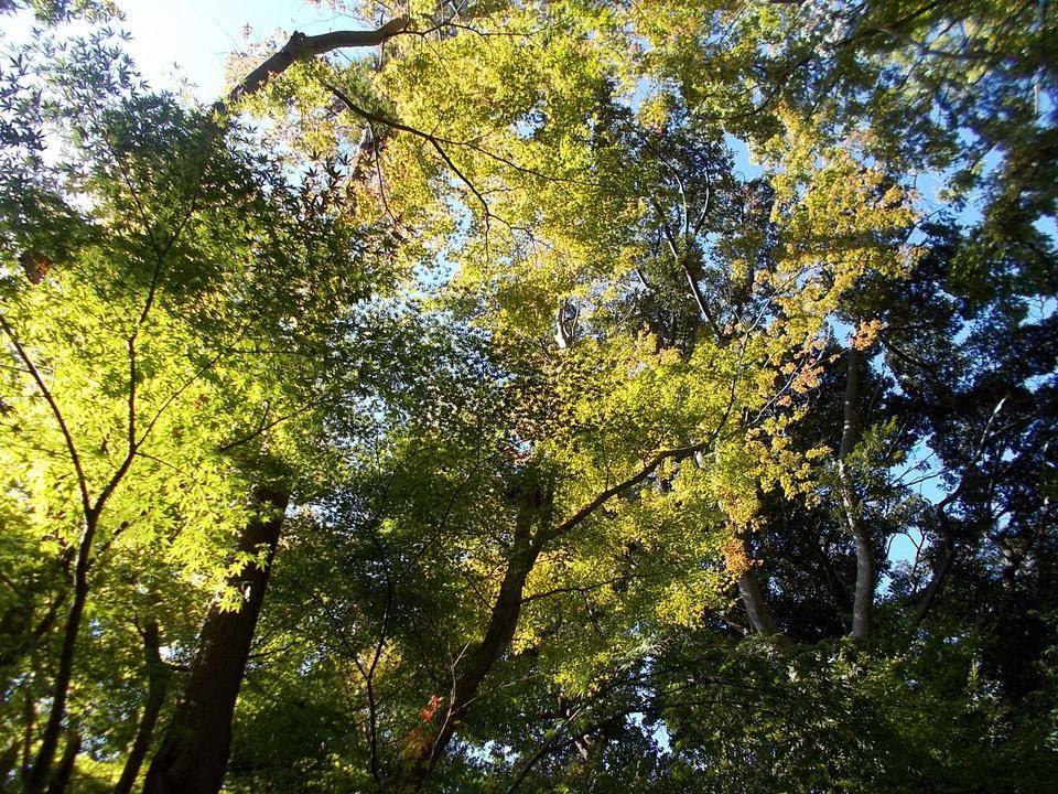 俣野別邸庭園の紅葉 vol.1の写真