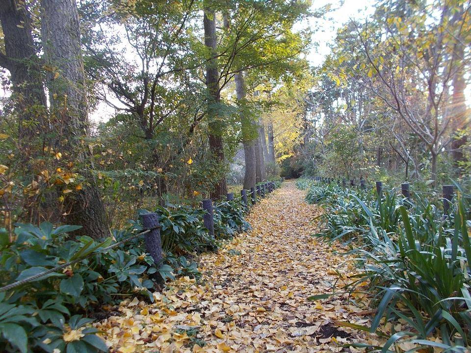 写真教室 ~俣野別邸庭園の紅葉~の写真