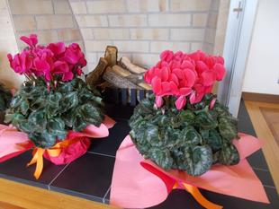 俣野別邸庭園に横浜産のシクラメンが届きました。