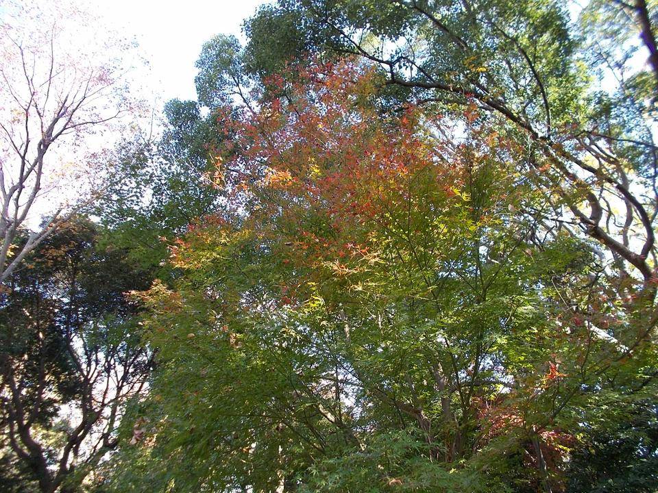俣野別邸庭園の紅葉 vol.3の写真