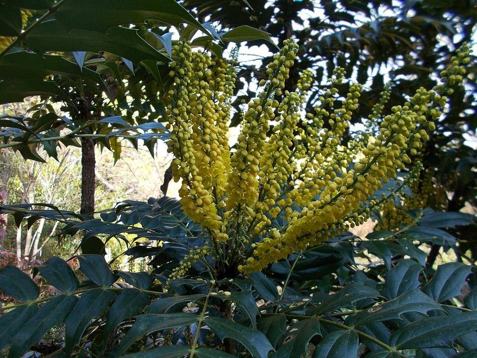 俣野別邸庭園 冬の花 vol.1の写真