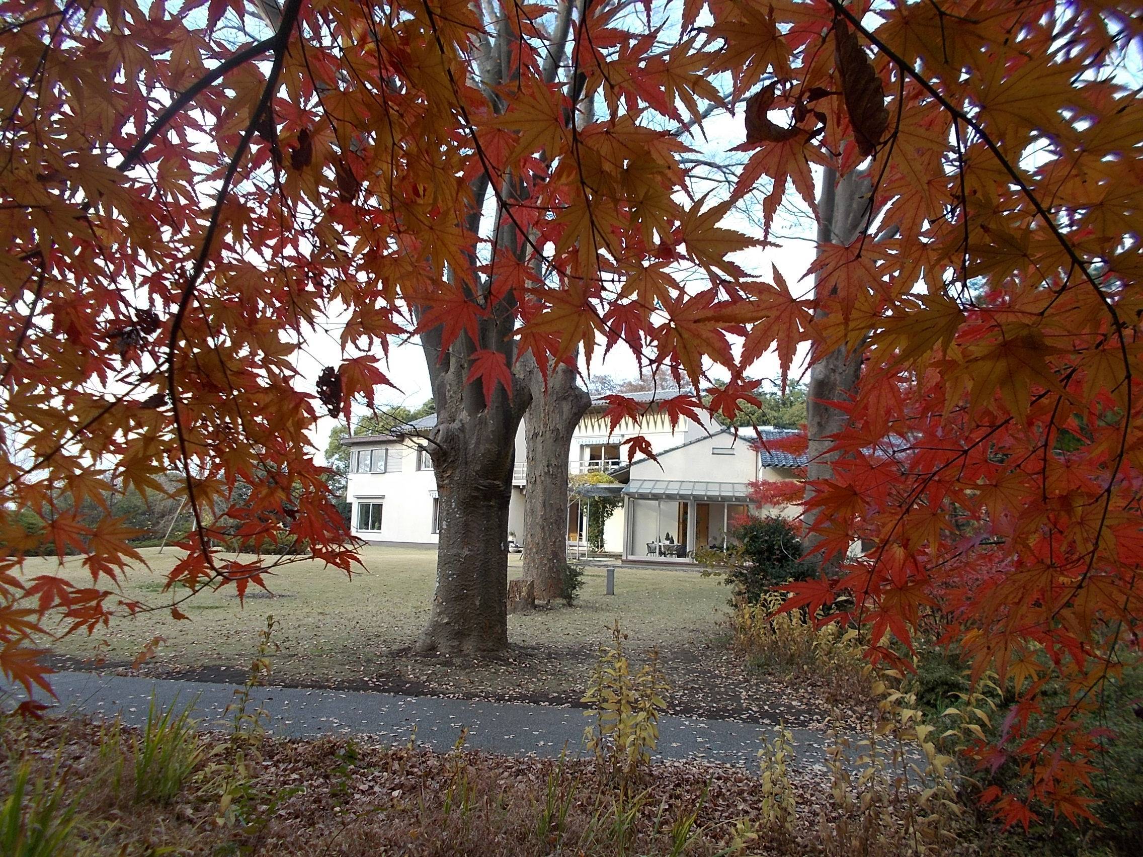 俣野別邸庭園の紅葉 vol.4の写真