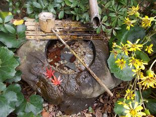 俣野別邸庭園  冬の花  vol.2