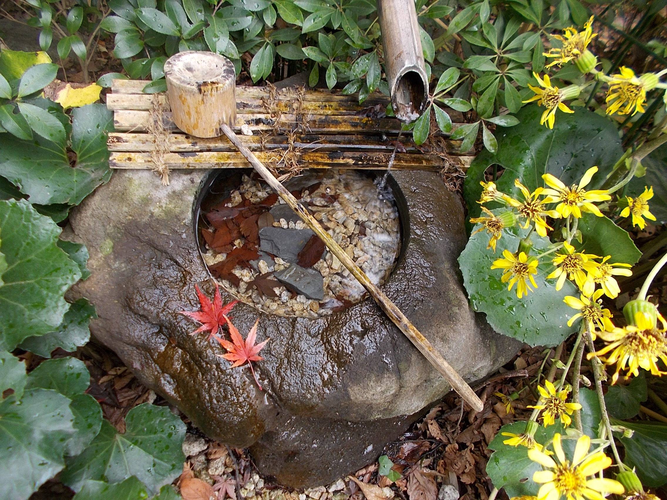 俣野別邸庭園 冬の花 vol.2の写真