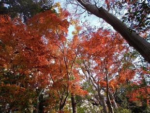 庭園散歩・果樹剪定講座 (12月13日)