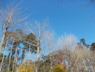 庭園散歩（1月24日）は中止いたします。