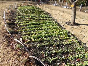 春を待つ 菜の花