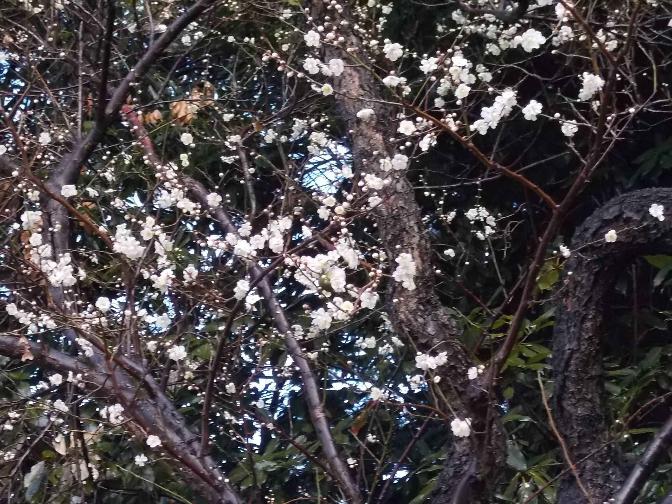 節分 春隣の写真