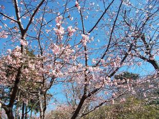 早春の訪れ　春近し