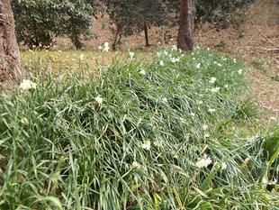 庭園散歩（2月21日）は中止いたします。
