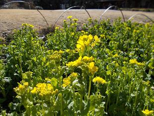早春のリビングコンサート ～ライトハウスアンサンブル～