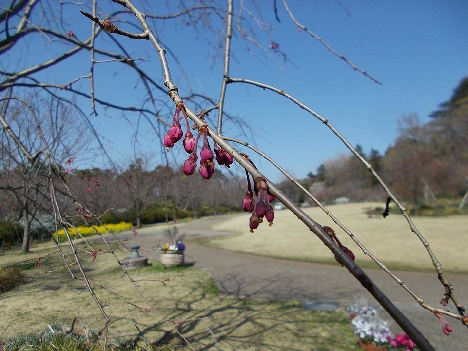 春本番の写真