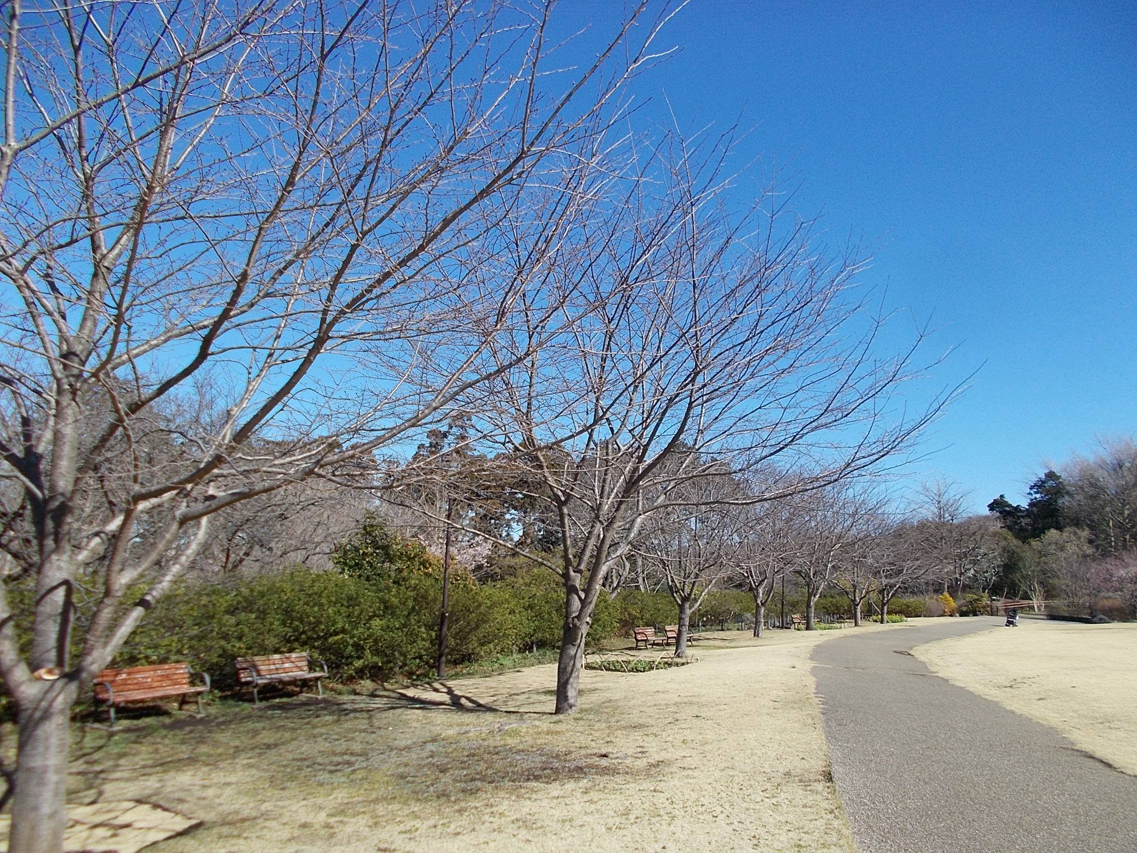 俣野別邸庭園開花情報【3月3日号】の写真