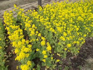 庭園散歩（3月14日）は中止いたします。