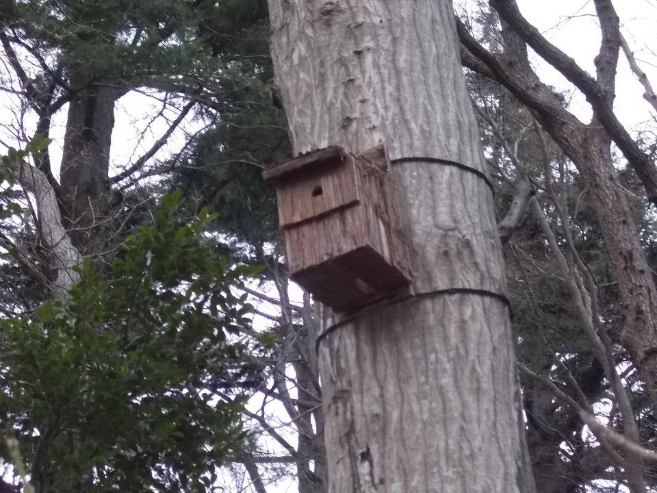 野鳥のために巣箱を取付けました。の写真