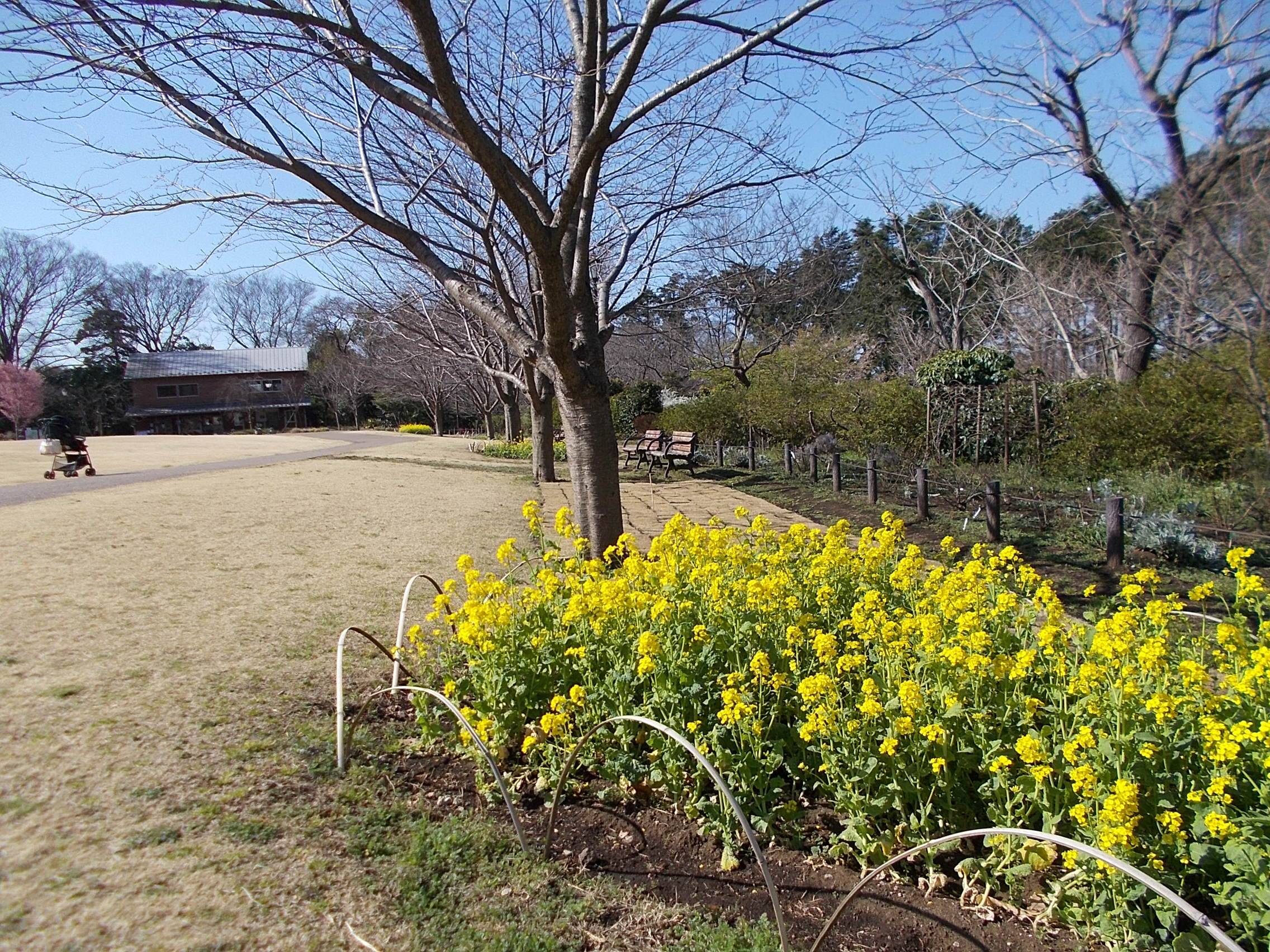 俣野別邸庭園開花情報【3月10号】の写真