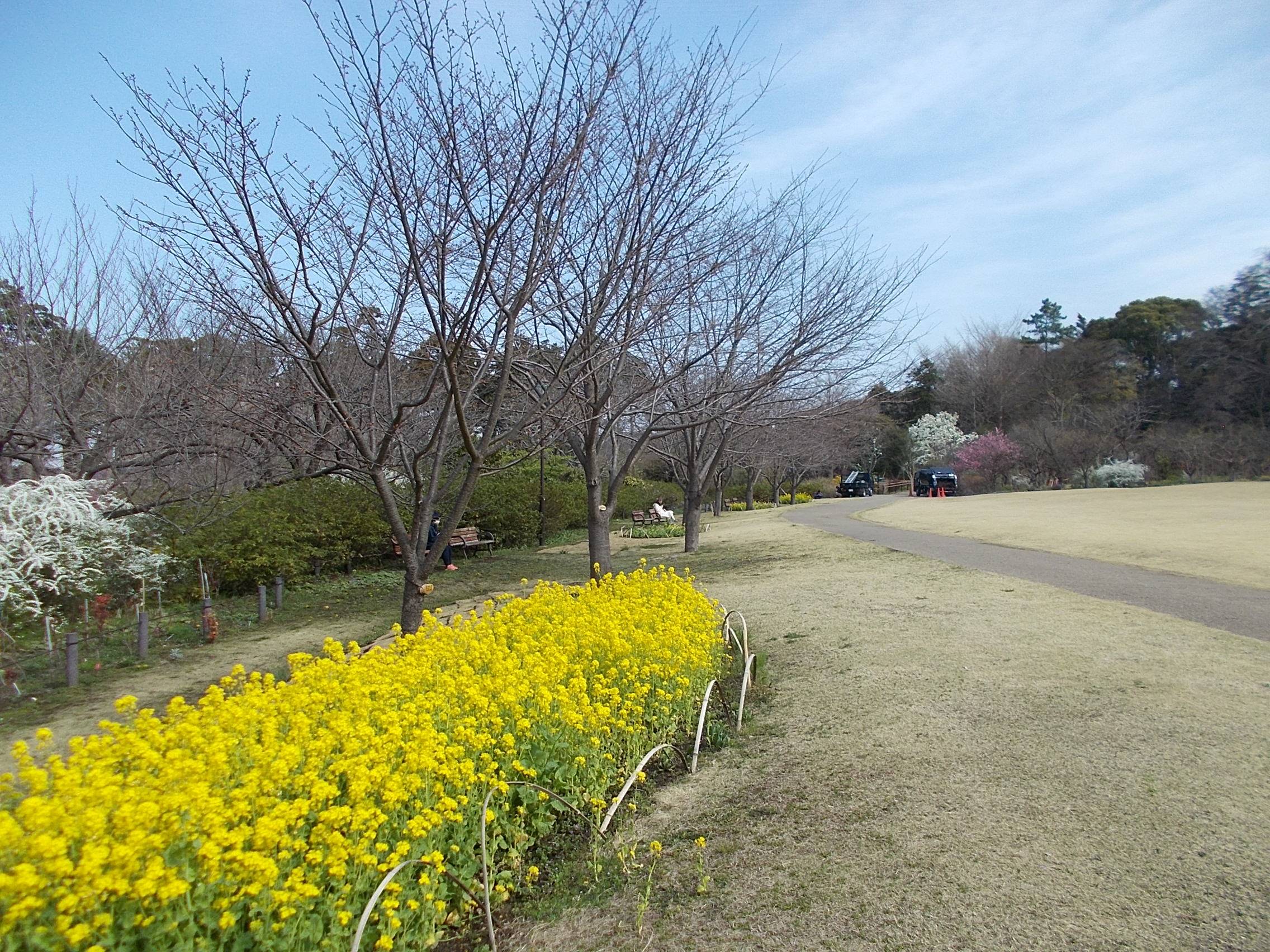 俣野別邸庭園開花情報【3月16日号】の写真
