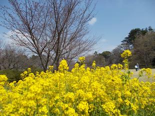 俣野別邸庭園開花情報【3月19日号】