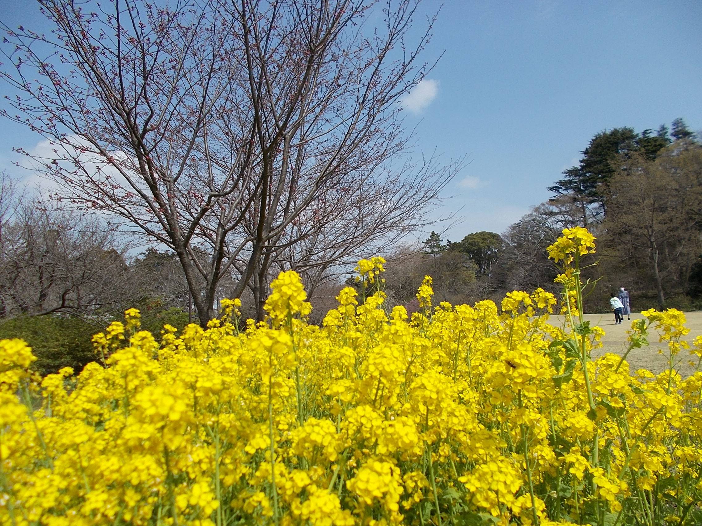 俣野別邸庭園開花情報【3月19日号】の写真