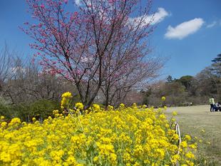 俣野別邸庭園開花情報【3月23日号】