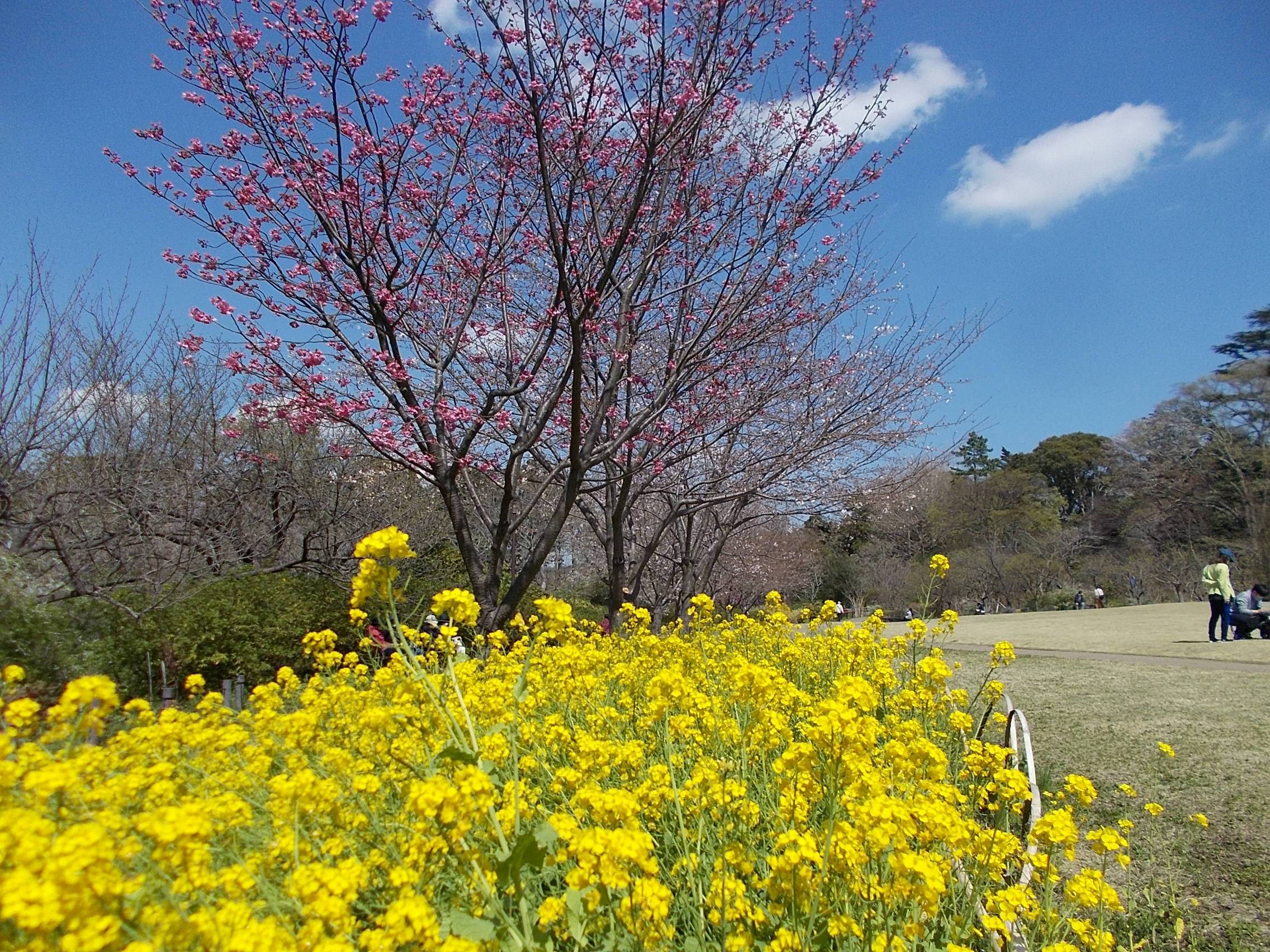 俣野別邸庭園開花情報【3月23日号】の写真