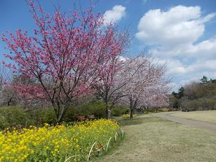 俣野別邸庭園開花情報【3月26日号】