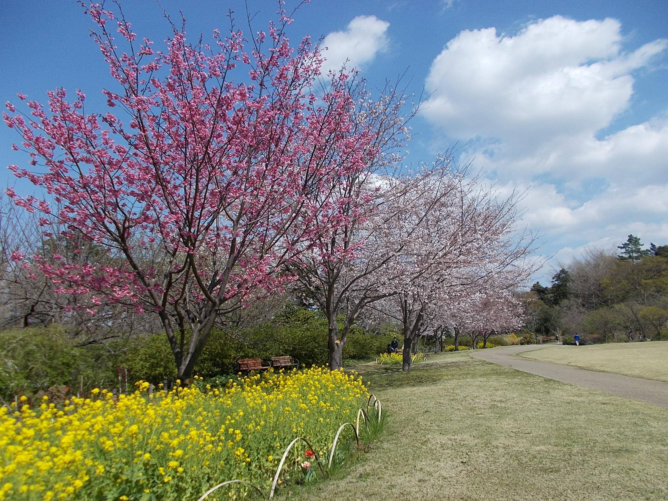 俣野別邸庭園開花情報【3月26日号】の写真