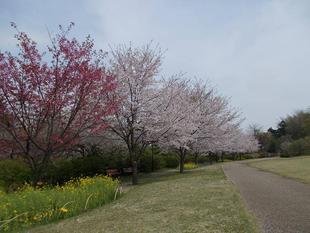 俣野別邸庭園開花情報【3月30日号】