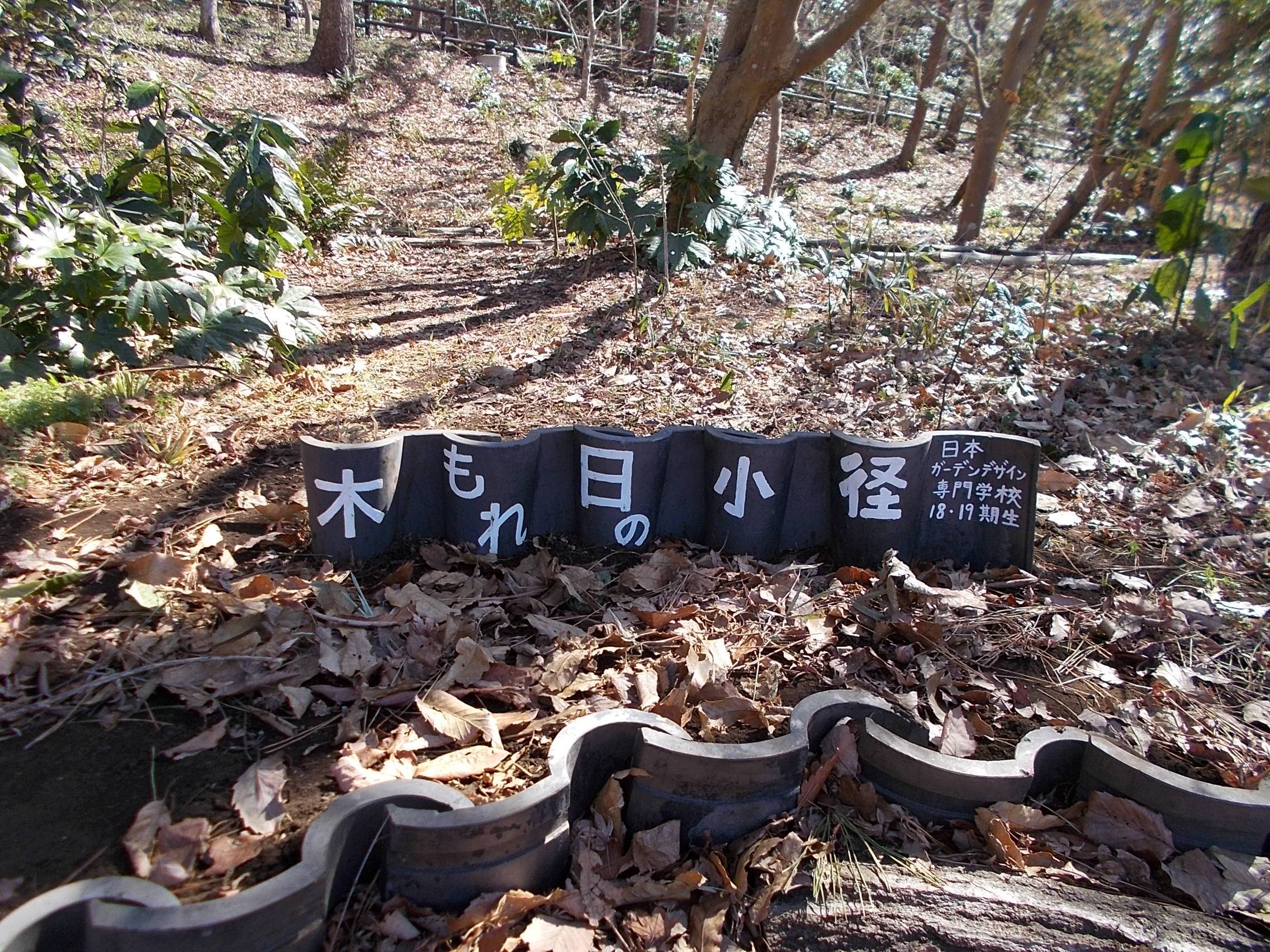 木もれ日の小径の写真