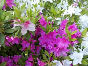 つつじ　ツツジ　躑躅