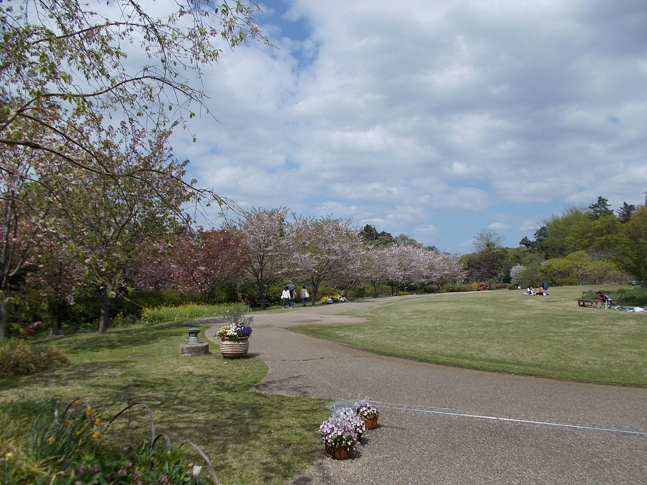 俣野別邸庭園開花情報【4月3日号】の写真