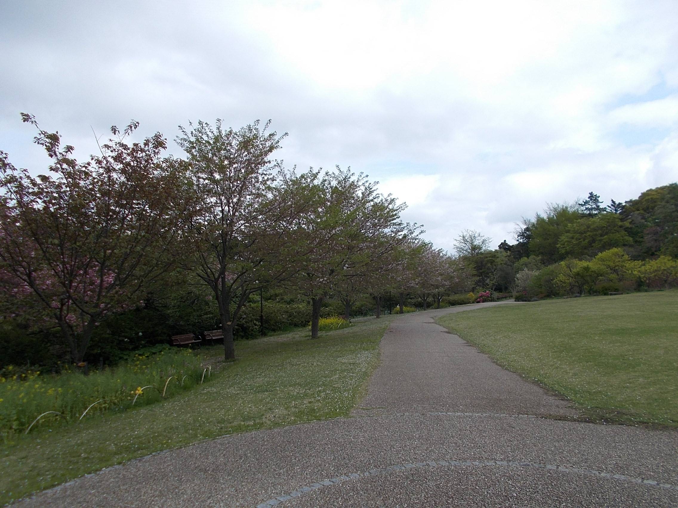 俣野別邸庭園開花情報【4月6日号】の写真